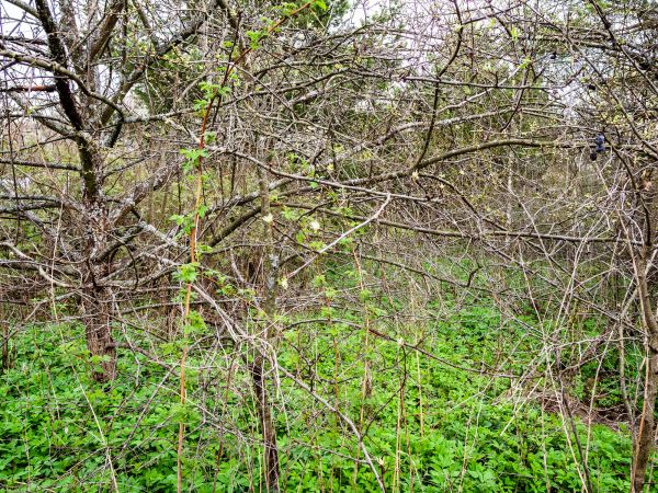 Underbrush Clearing in West Des Moines