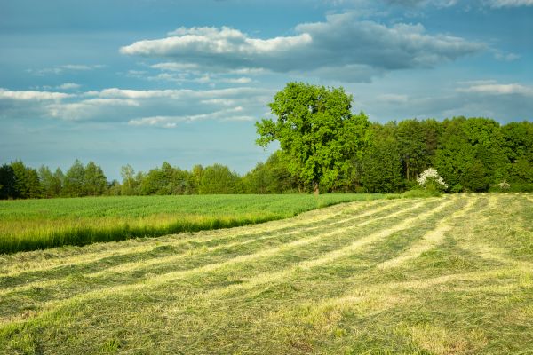 Cost of Vegetation Removal in West Des Moines