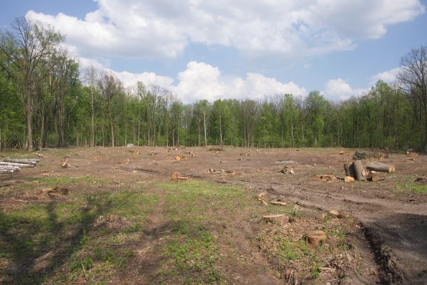 Cost of Pasture Clearing in West Des Moines