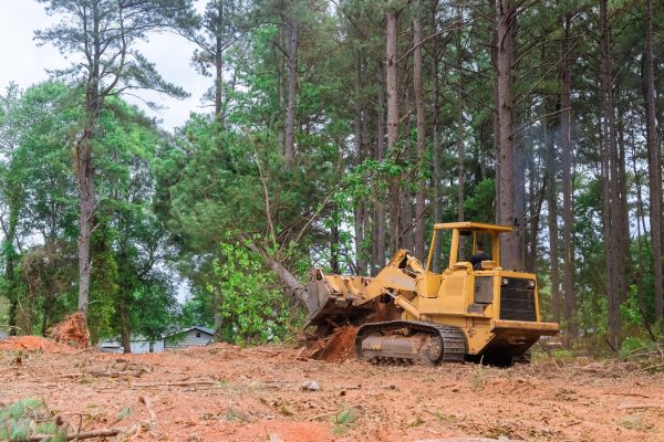 Forest Thinning in West Des Moines